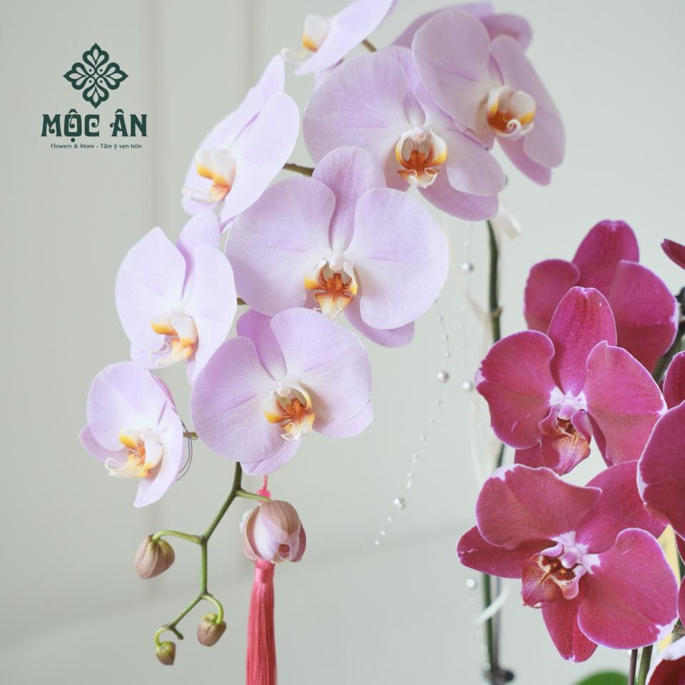 Chậu Lan Tím Hồng Vỏ Trai Mix Tiểu Cảnh-duoc-ban-tai-HOA LỄ MỘC ÂN