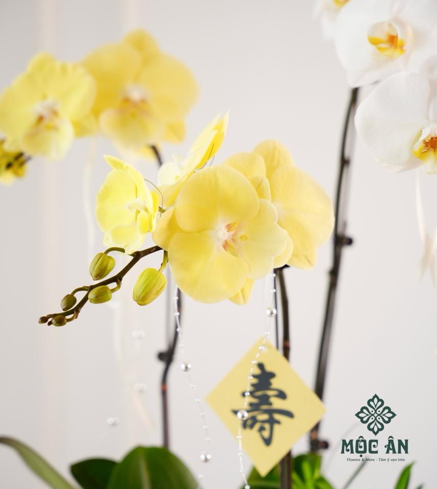 Chậu Lan Hồ Điệp Vàng Chén Tròn Mix Tiểu Cảnh-duoc-ban-tai-HOA LỄ MỘC ÂN