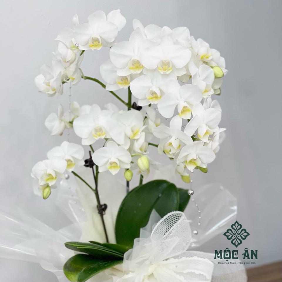 Chậu Lan Trắng Size Bé Để Bàn-duoc-ban-tai-HOA LỄ MỘC ÂN