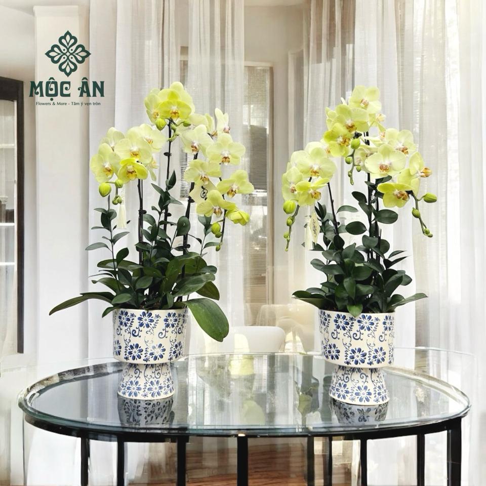 Chậu Lan Hồ Điệp Xanh Dâng Ban Phật-duoc-ban-tai-HOA LỄ MỘC ÂN