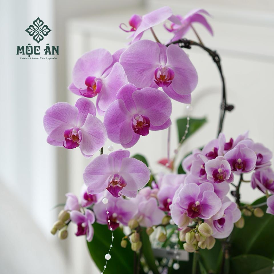 Chậu lan hồ điệp Uyển Lam bọc lụa & charm sen ngọc-duoc-ban-tai-HOA LỄ MỘC ÂN