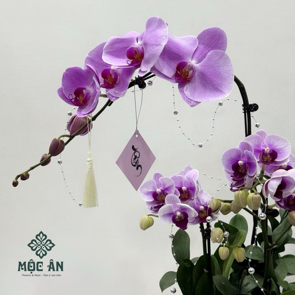 Chậu Lan Cánh Tiên Tím Bọc Voan-duoc-ban-tai-HOA LỄ MỘC ÂN