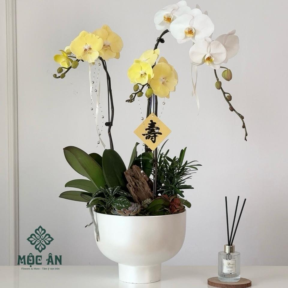 Chậu Lan Hồ Điệp Vàng Chén Tròn Mix Tiểu Cảnh-duoc-ban-tai-HOA LỄ MỘC ÂN