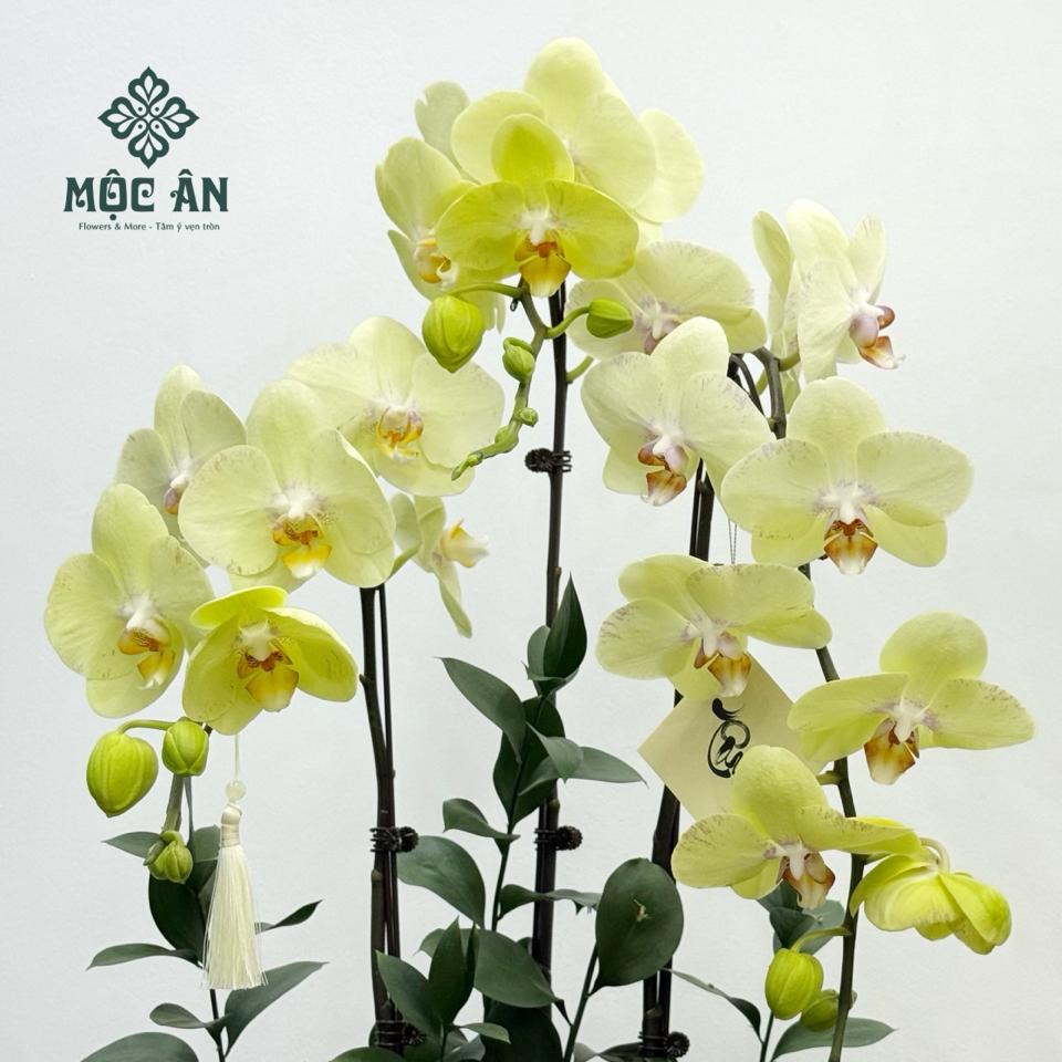 Chậu Lan Hồ Điệp Xanh Dâng Ban Phật-duoc-ban-tai-HOA LỄ MỘC ÂN