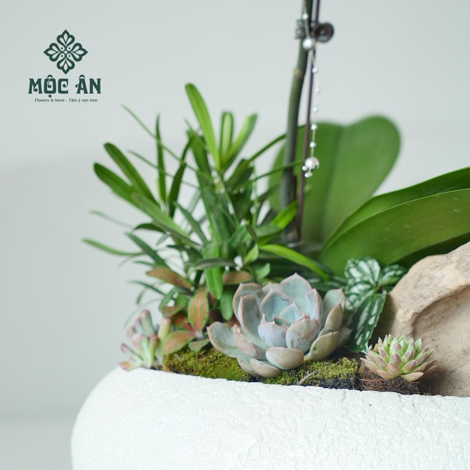 Chậu Lan Tím Hồng Vỏ Trai Mix Tiểu Cảnh-duoc-ban-tai-HOA LỄ MỘC ÂN