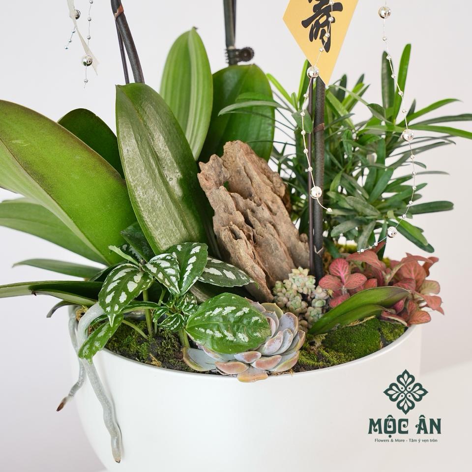 Chậu Lan Hồ Điệp Vàng Chén Tròn Mix Tiểu Cảnh-duoc-ban-tai-HOA LỄ MỘC ÂN