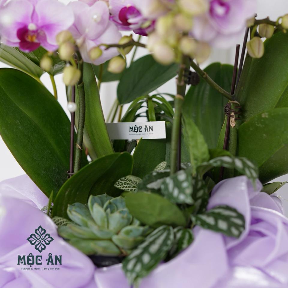 Chậu lan hồ điệp Uyển Lam bọc lụa & charm sen ngọc-duoc-ban-tai-HOA LỄ MỘC ÂN