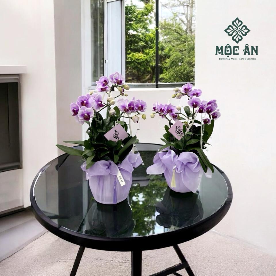 Chậu Lan Bảo Bối Size Nhỏ Bọc Voan Tím-duoc-ban-tai-HOA LỄ MỘC ÂN
