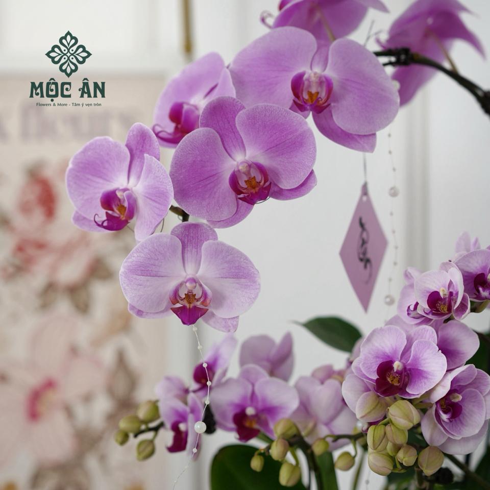 Chậu lan hồ điệp Uyển Lam bọc lụa & charm sen ngọc-duoc-ban-tai-HOA LỄ MỘC ÂN