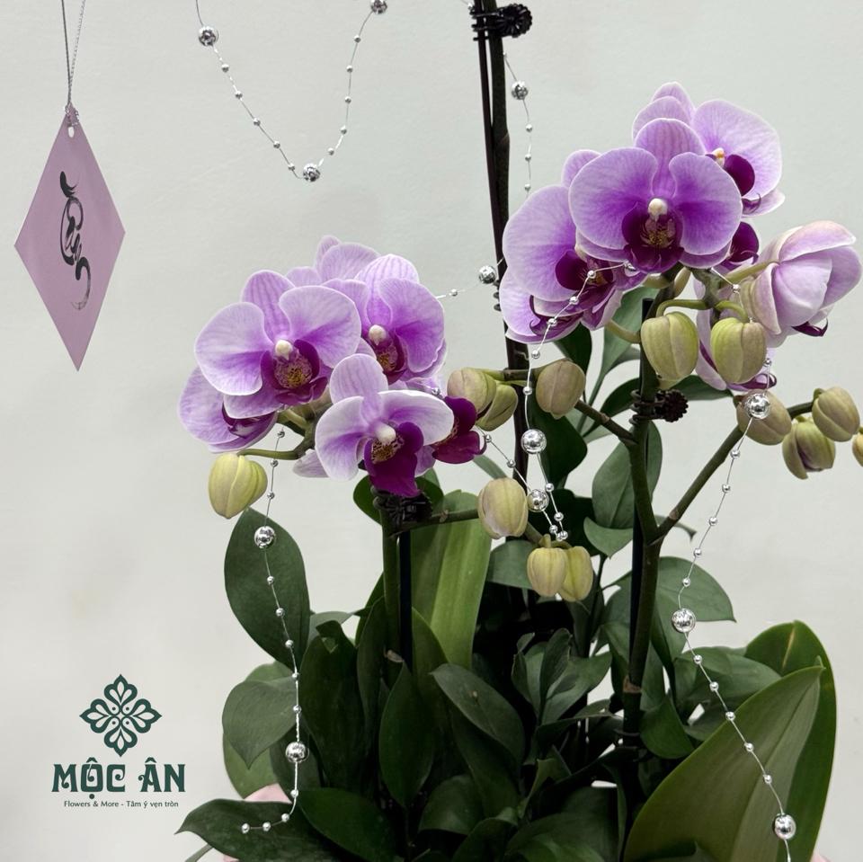 Chậu Lan Cánh Tiên Tím Bọc Voan-duoc-ban-tai-HOA LỄ MỘC ÂN