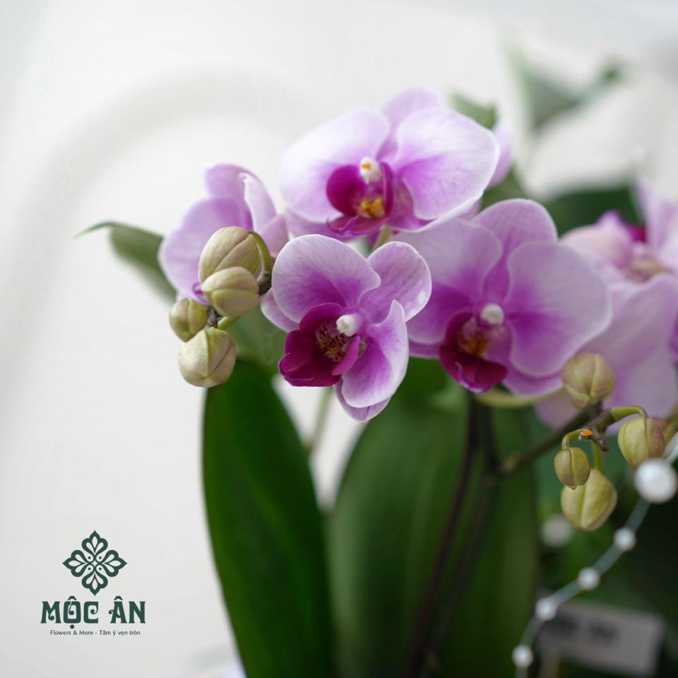 Chậu lan hồ điệp Uyển Lam bọc lụa & charm sen ngọc-duoc-ban-tai-HOA LỄ MỘC ÂN