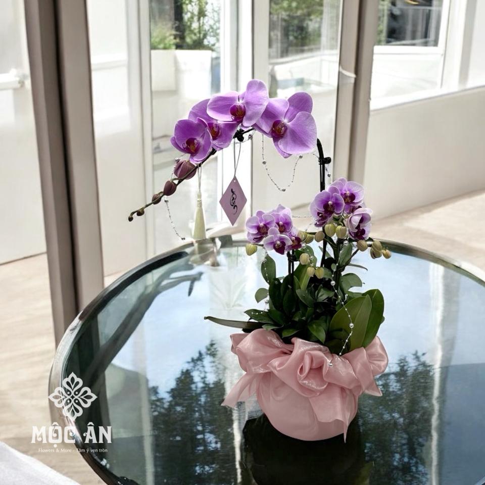 Chậu Lan Cánh Tiên Tím Bọc Voan-duoc-ban-tai-HOA LỄ MỘC ÂN