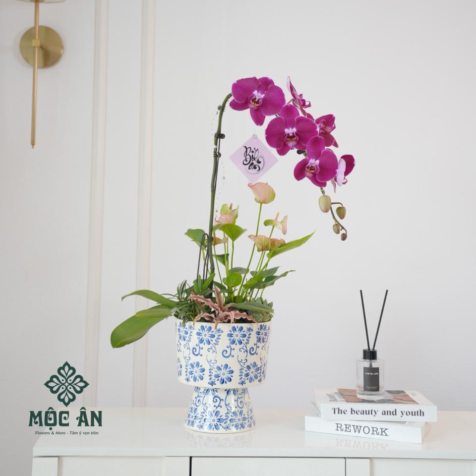Chậu Lan Hồ Điệp Tím Men Xanh Mix Tiểu Cảnh-duoc-ban-tai-HOA LỄ MỘC ÂN