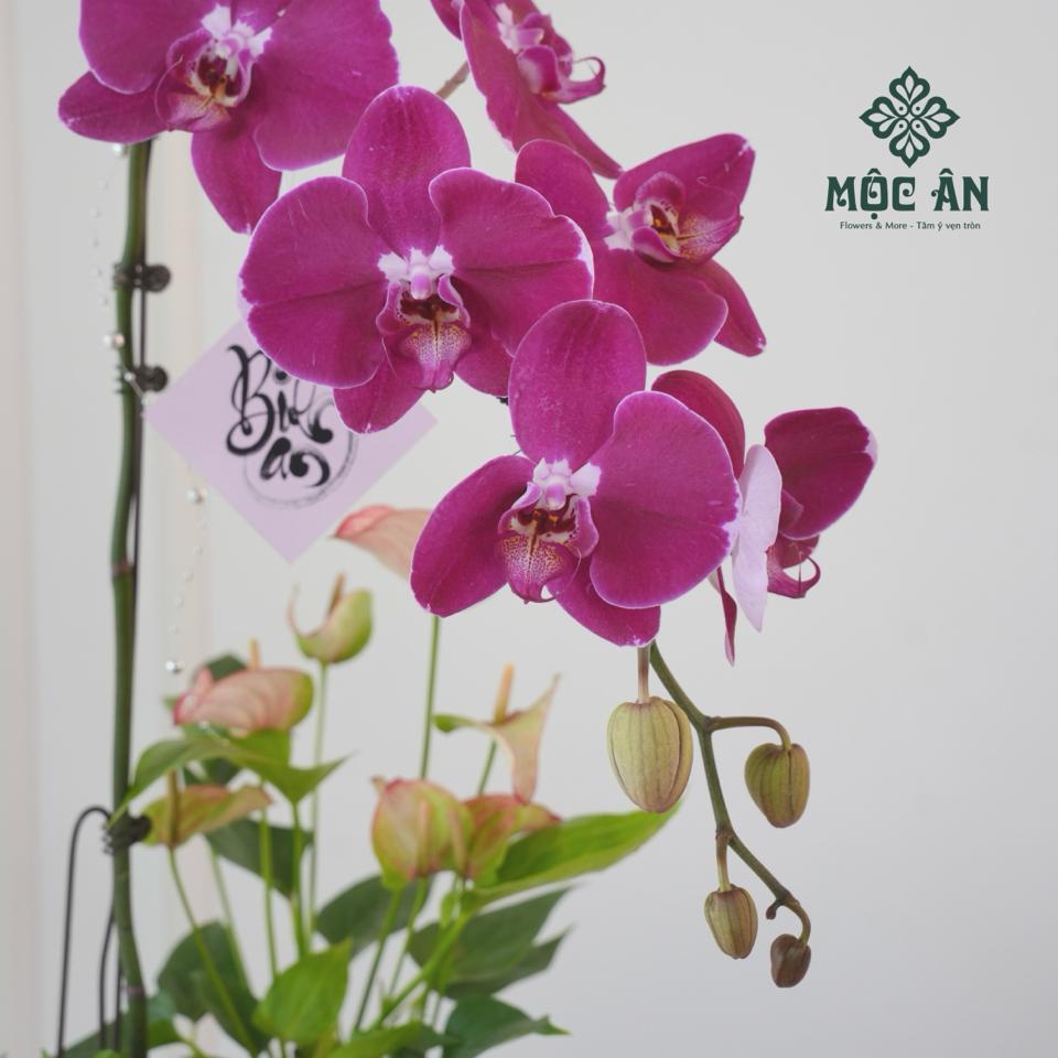 Chậu Lan Hồ Điệp Tím Men Xanh Mix Tiểu Cảnh-duoc-ban-tai-HOA LỄ MỘC ÂN
