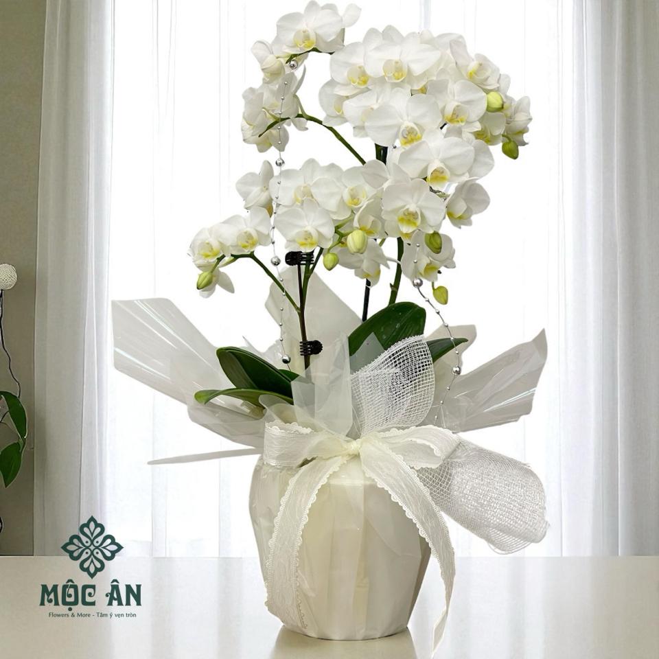 Chậu Lan Trắng Size Bé Để Bàn-duoc-ban-tai-HOA LỄ MỘC ÂN