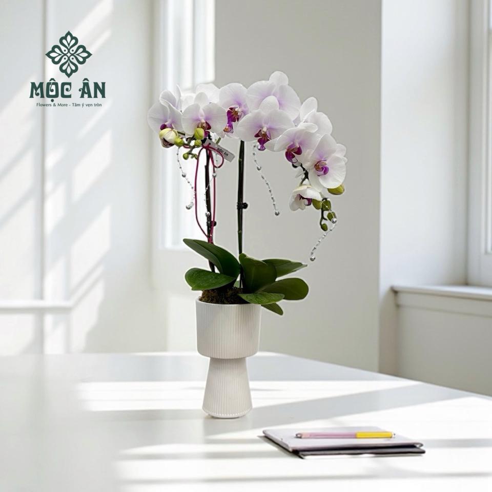 Chậu Lam Khuê trắng 2 bầu-duoc-ban-tai-0986463731