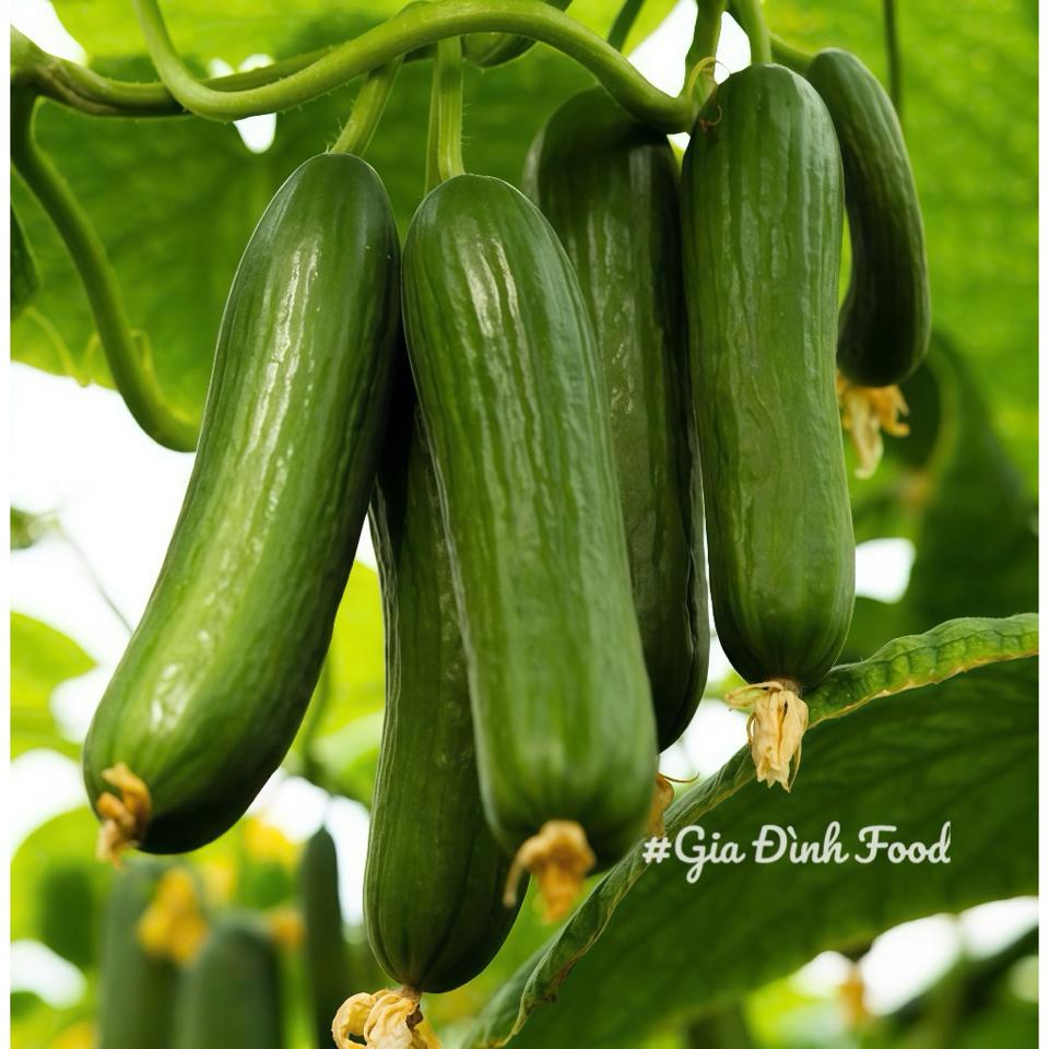 Dưa leo baby ĐÀ LẠT  500g - Nông Sản Tự Trồng-duoc-ban-tai-Siêu Thị Mini - Gia Đình Food