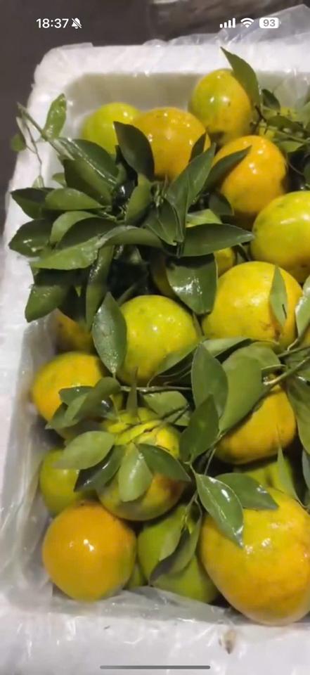 Quýt xanh vàng (quýt đường VN) - có lá-duoc-ban-tai-Siêu Thị Mini - Gia Đình Food