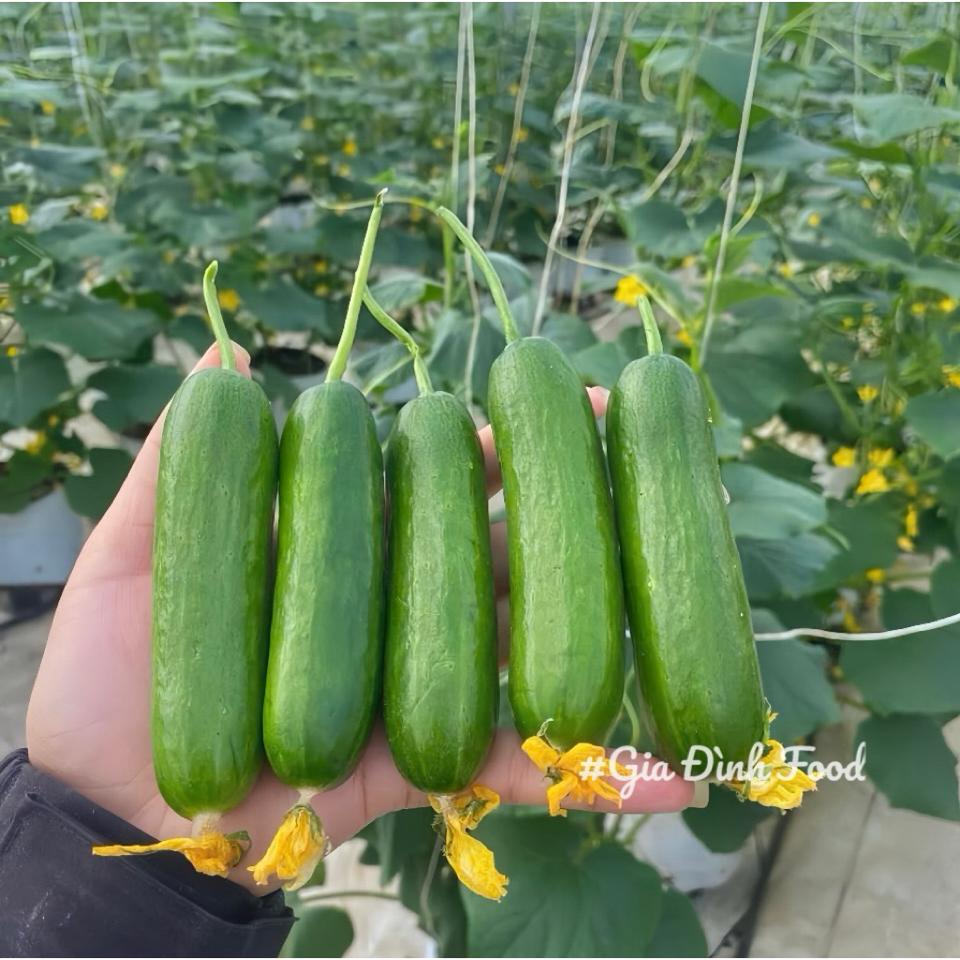 Dưa leo baby ĐÀ LẠT  500g - Nông Sản Tự Trồng-duoc-ban-tai-Siêu Thị Mini - Gia Đình Food