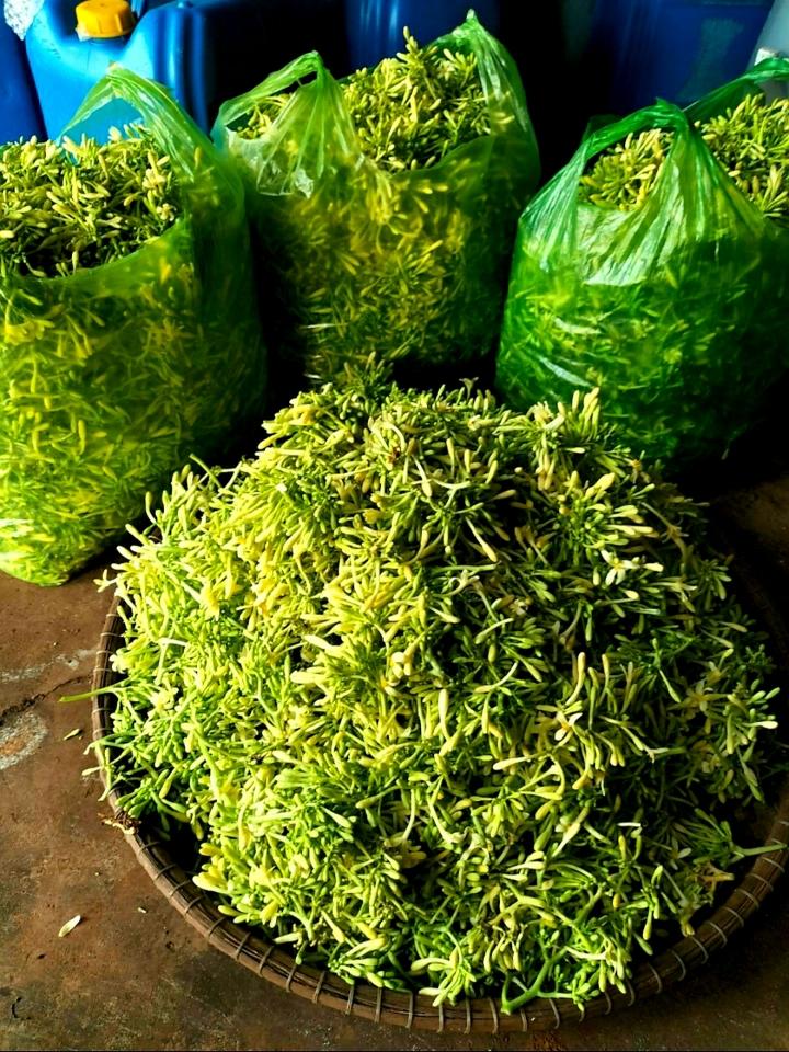 Hoa đu đủ-duoc-ban-tai-Cty TNHH TM TP HOÀNG HẢI.MST: 0315783523. Mail: thucphamhoanghai1976kk@gmail.com
