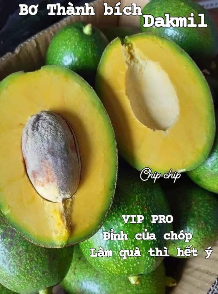 Bơ Thành Bích nhà trồng-duoc-ban-tai-Shop Mẹ Chip