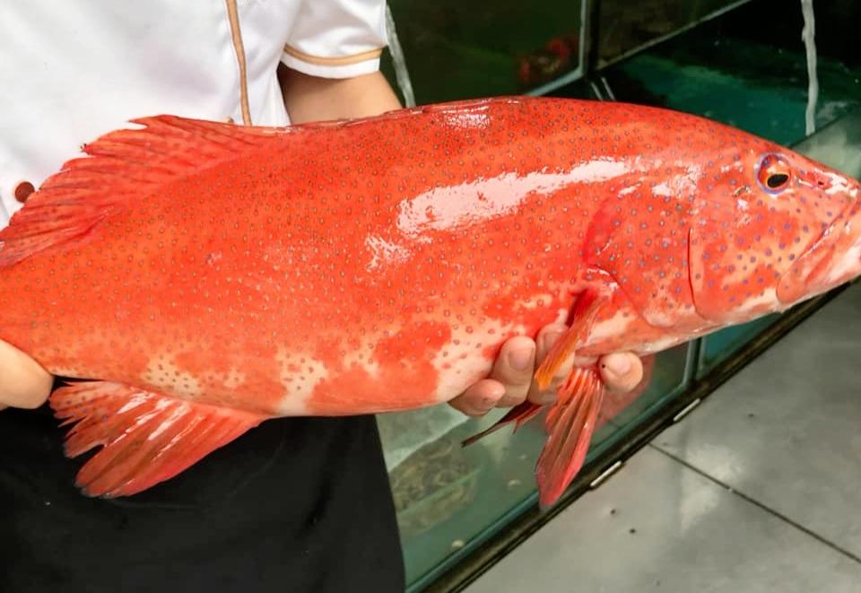Cá Mú đỏ-duoc-ban-tai-4SFoodshop - Thực Phẩm Cao Cấp