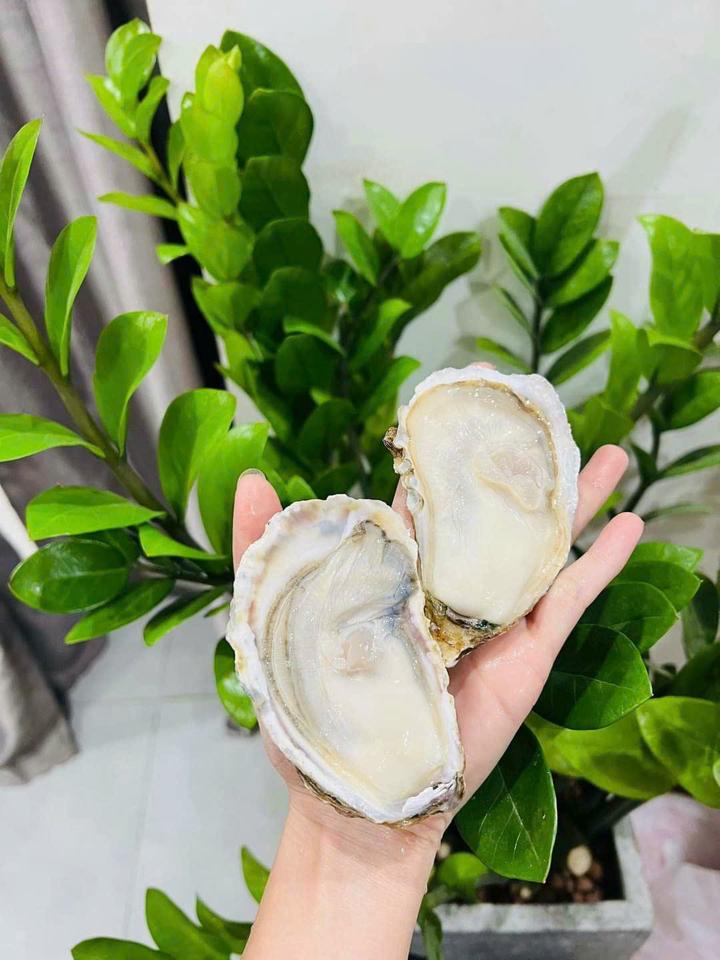 Hàu sữa Hàn quốc-duoc-ban-tai-4SFoodshop - Thực Phẩm Cao Cấp