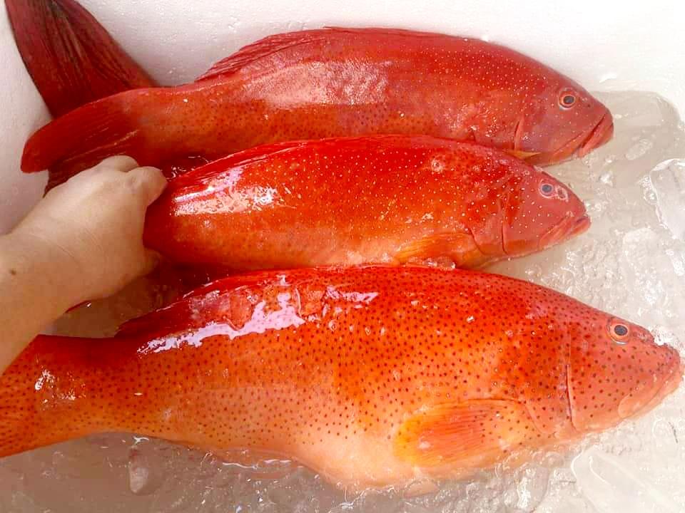Cá Mú đỏ-duoc-ban-tai-4SFoodshop - Thực Phẩm Cao Cấp