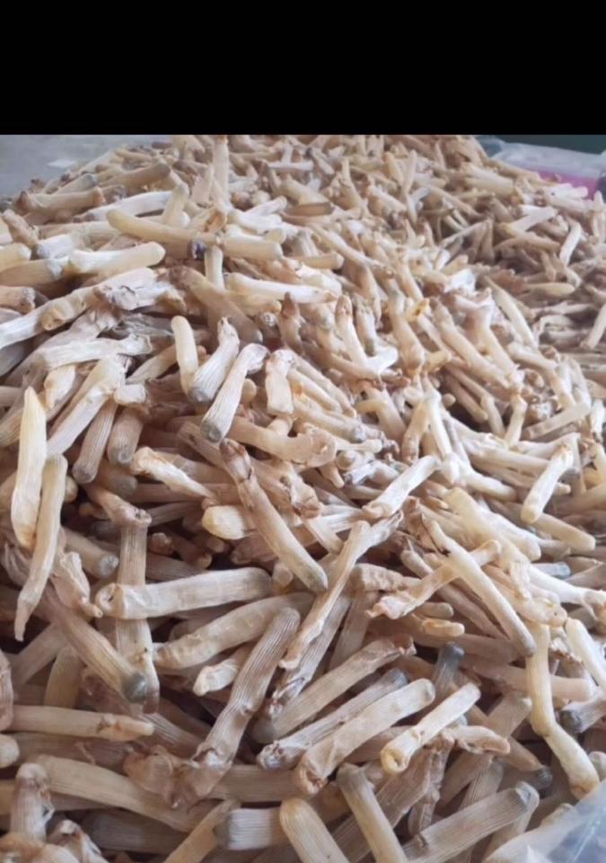 Sá Sùng Quan Lạn (Quảng Ninh)-duoc-ban-tai-4SFoodshop - Thực Phẩm Cao Cấp