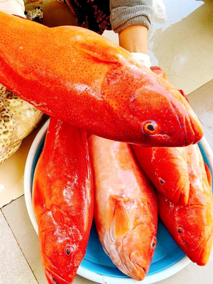 Cá Mú đỏ-duoc-ban-tai-4SFoodshop - Thực Phẩm Cao Cấp