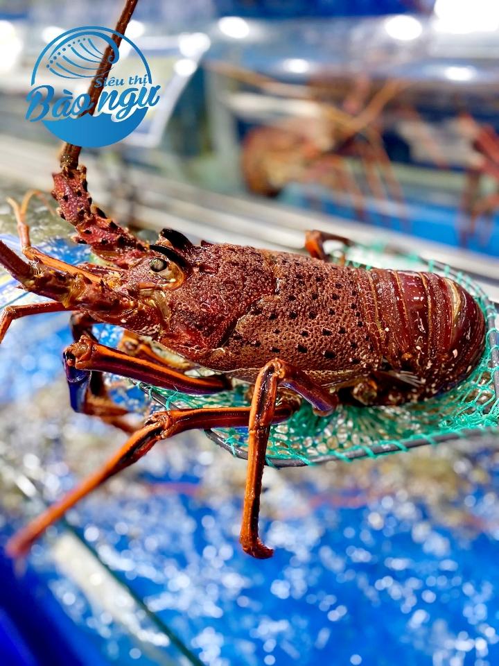 Tôm Hùm Tây Úc-duoc-ban-tai-4SFoodshop - Thực Phẩm Cao Cấp