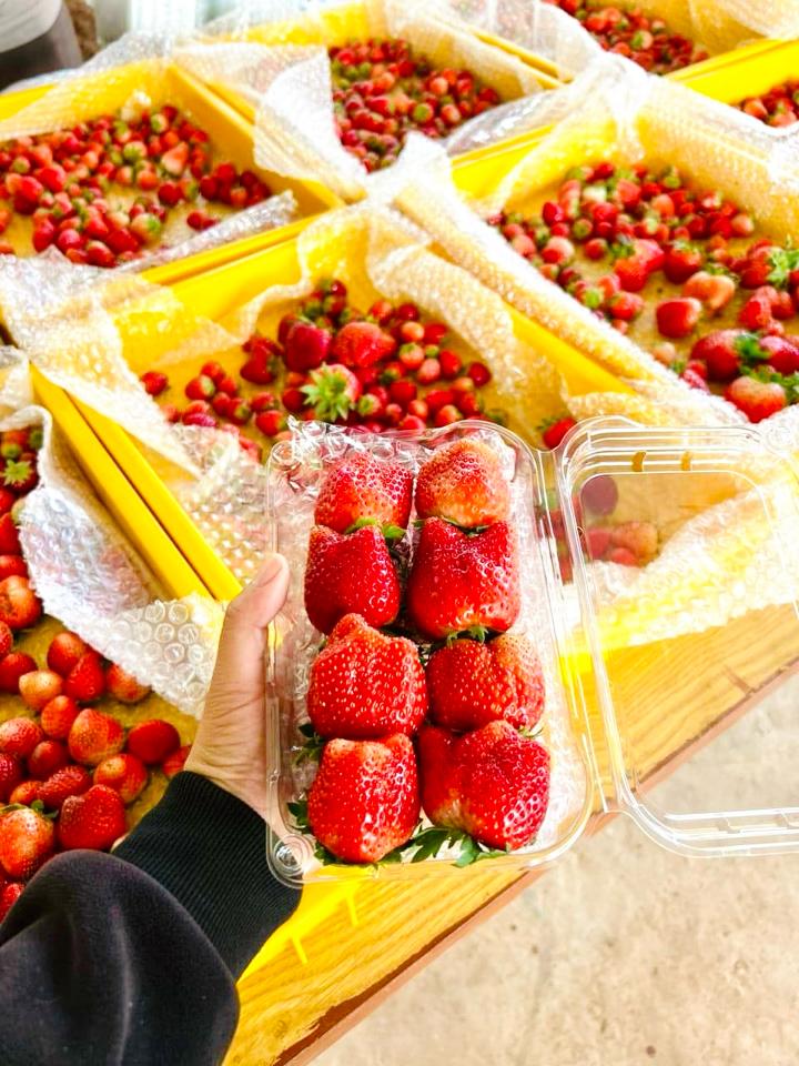 Dâu Hana Mộc Châu-duoc-ban-tai-4SFoodshop - Thực Phẩm Cao Cấp