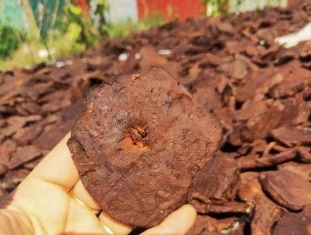 Cao hà thủ ô-duoc-ban-tai-Siêu thị Special