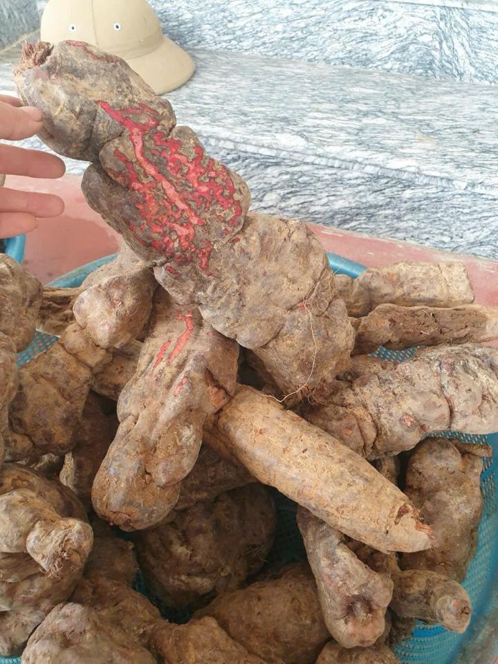 Cao hà thủ ô-duoc-ban-tai-Siêu thị Special