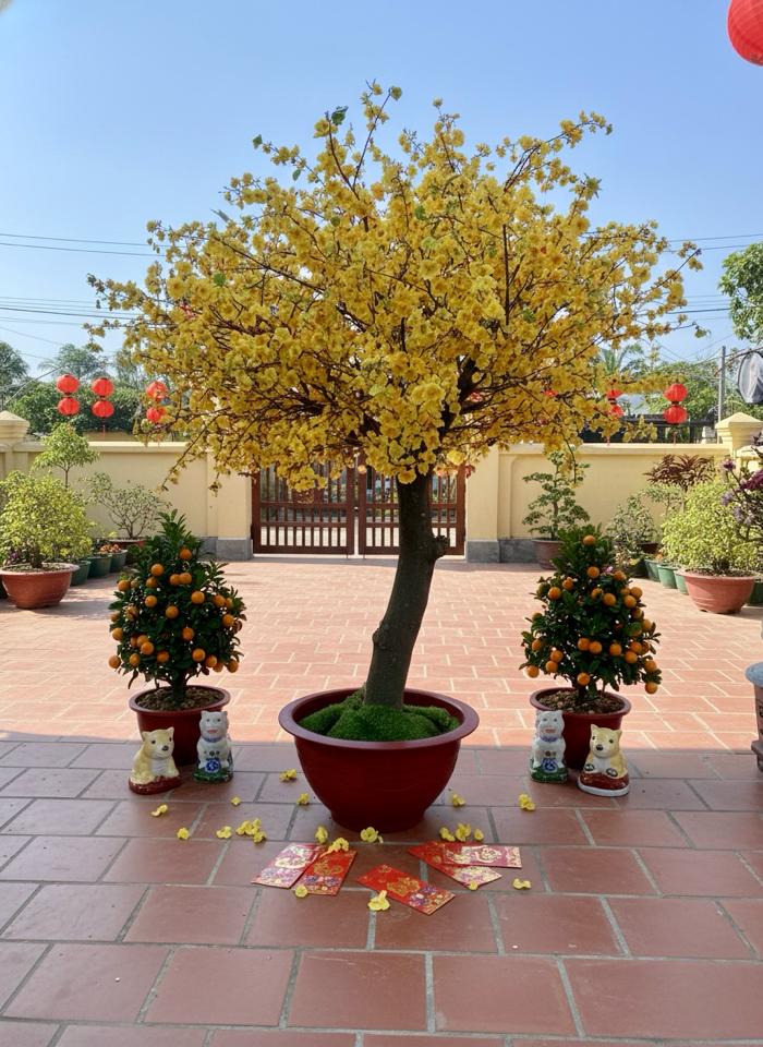 CÂY MAI GIẢ ĐẠO CỤ - Thuê-duoc-ban-tai-TRẦN LÊ SHOW