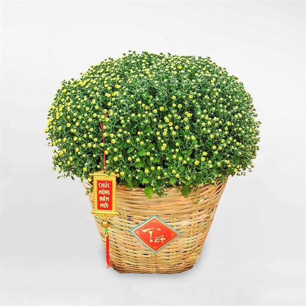 GIỎ CẦN XÉ-duoc-ban-tai-TRẦN LÊ SHOW