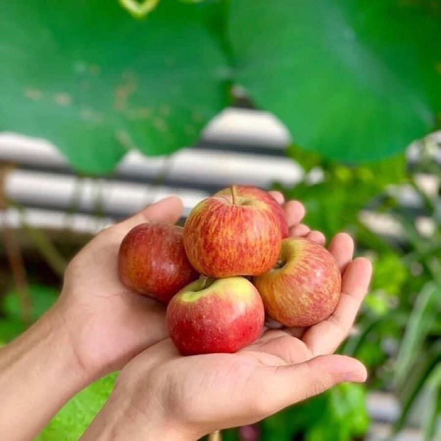 Táo túi Nam Phi (1.5kg)-duoc-ban-tai-Cửa hàng Thực Phẩm An Toàn Mẹ Bella
