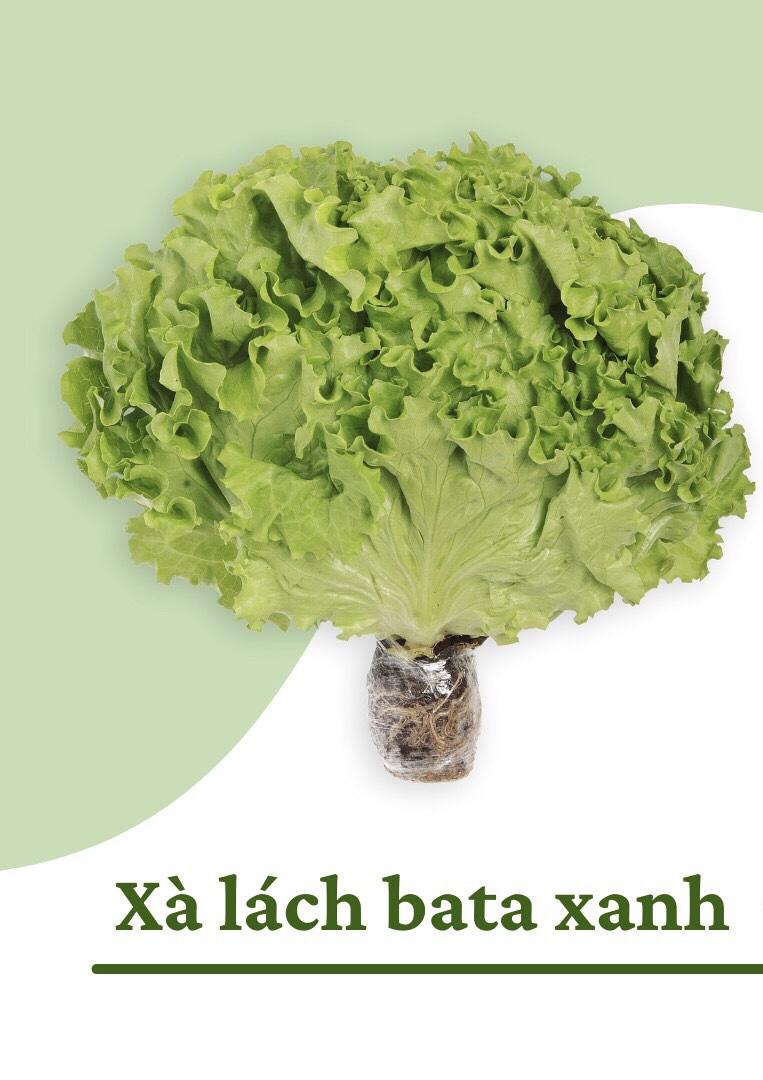 Xà lách Bata (lolo) xanh (túi)-duoc-ban-tai-Cửa hàng Thực Phẩm An Toàn Mẹ Bella