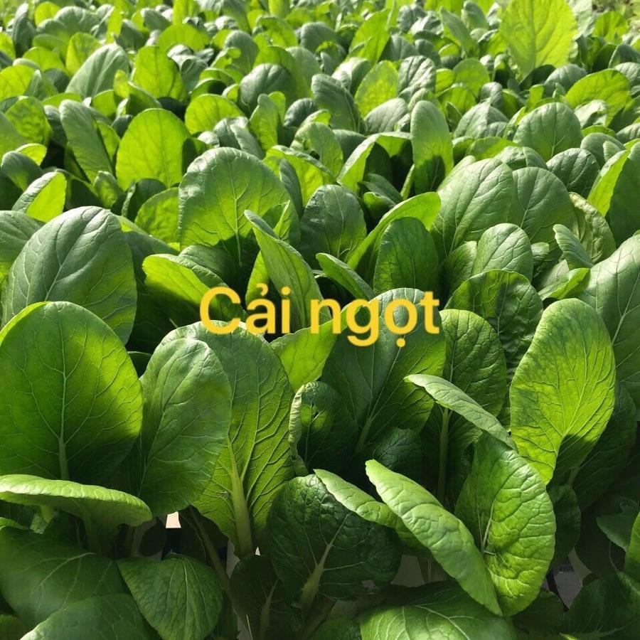 Cải Ngọt thuỷ canh (~500gr)-duoc-ban-tai-Cửa hàng Thực Phẩm An Toàn Mẹ Bella