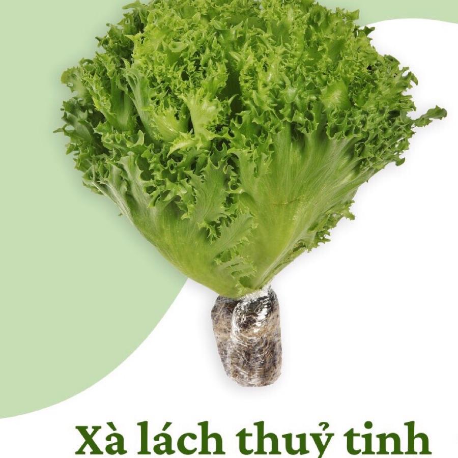 Xà lách Thuỷ Tinh giòn (túi 1-2 cây)-duoc-ban-tai-Cửa hàng Thực Phẩm An Toàn Mẹ Bella
