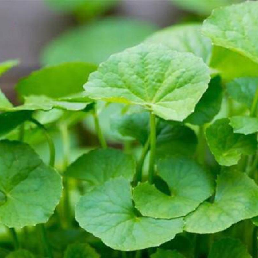 Rau Má (túi ~200gr)-duoc-ban-tai-Cửa hàng Thực Phẩm An Toàn Mẹ Bella