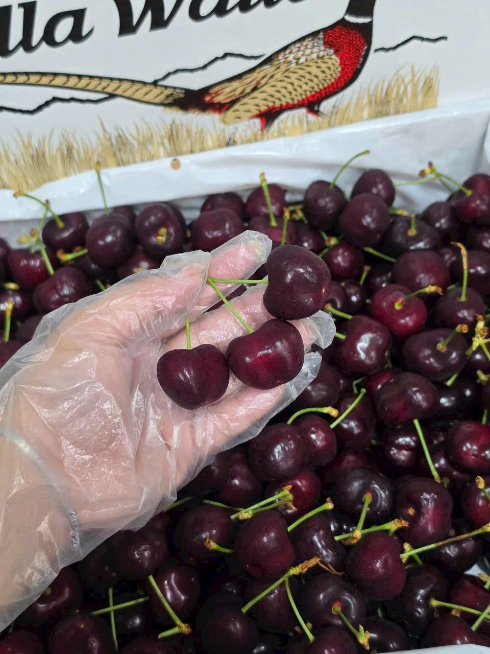 Cherry Mỹ-duoc-ban-tai-Như STORE