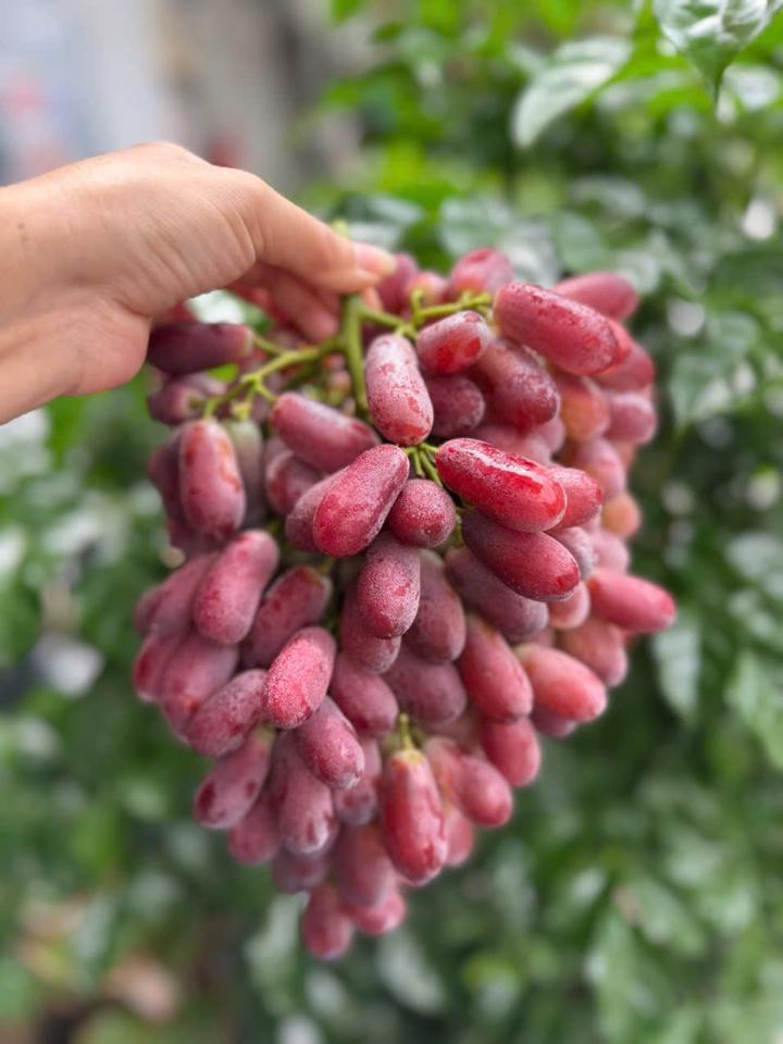 Nho đỏ Long Crimson-duoc-ban-tai-Như STORE - Fresh Fruit