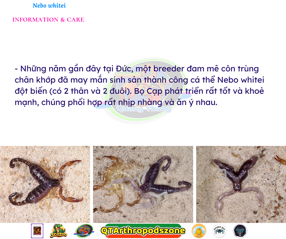 Nebo whitei-duoc-ban-tai-QTArthropodszone (Scorpions Exotic QTVietNam & SpiderHia)