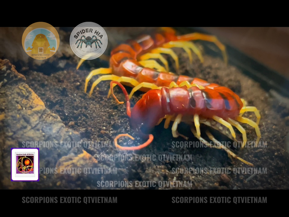 Scolopendra gigantea sp White Leg-duoc-ban-tai-QTArthropodszone (Scorpions Exotic QTVietNam & SpiderHia)