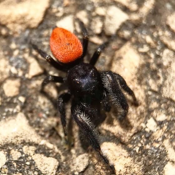 Phidippus texanus-duoc-ban-tai-QTArthropodszone (Scorpions Exotic QTVietNam & SpiderHia)