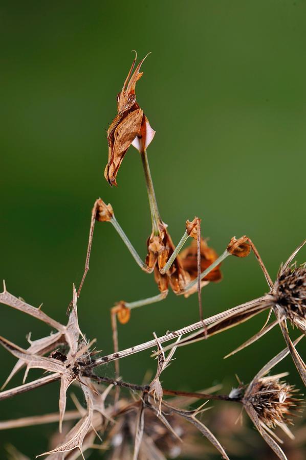 Gongylus gongylodes-duoc-ban-tai-QTArthropodszone (Scorpions Exotic QTVietNam & SpiderHia)