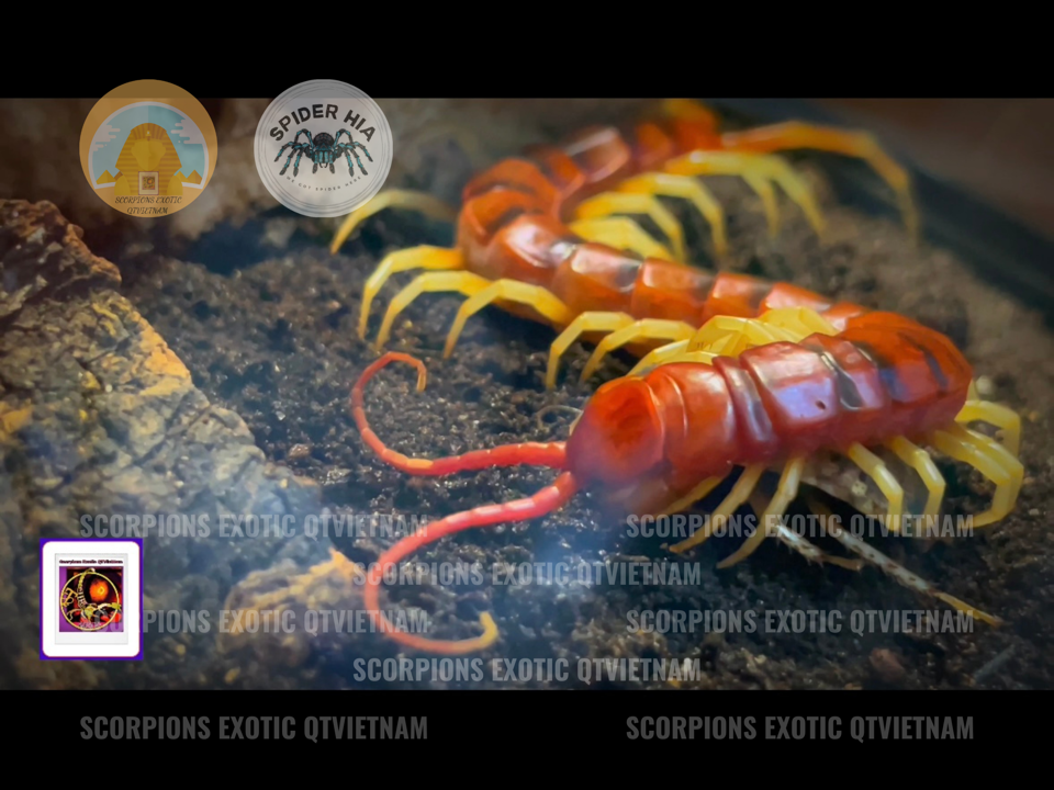 Scolopendra gigantea sp White Leg-duoc-ban-tai-QTArthropodszone (Scorpions Exotic QTVietNam & SpiderHia)