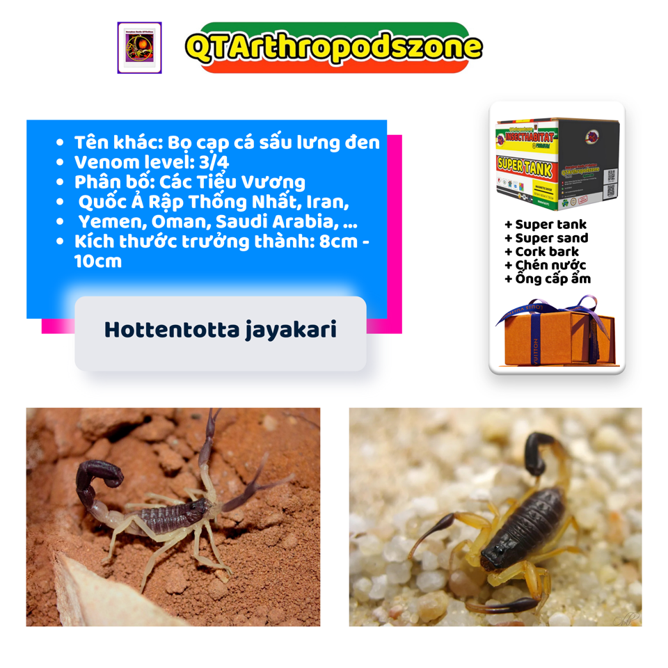 Hottentotta jayakari-duoc-ban-tai-QTArthropodszone (Scorpions Exotic QTVietNam & SpiderHia)