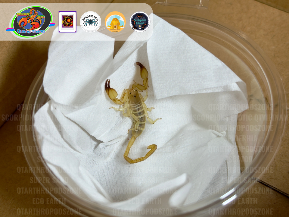 Hemiscorpius lepturus-duoc-ban-tai-QTArthropodszone (Scorpions Exotic QTVietNam & SpiderHia)